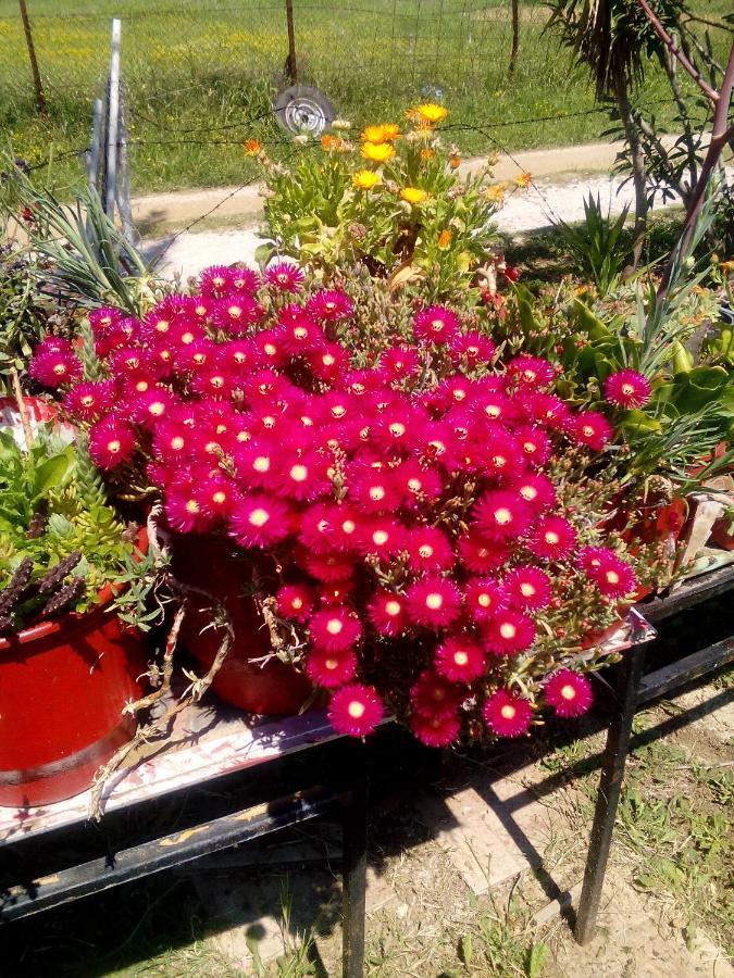 Studios Στουσ Πυργουσ Θερμησ Mytilíni المظهر الخارجي الصورة